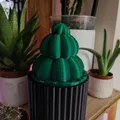Heo đất Xương rồng trong chậu (Piggy bank Cactus in a Pot) - Thumbnail 1