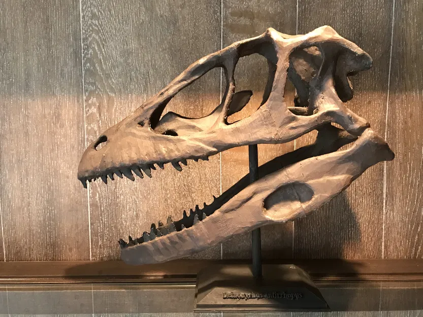 Hộp sọ Deinonychus Antirrhopus (Raptor) kích thước thật (Life Sized) - Image 1