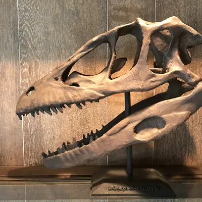 Hộp sọ Deinonychus Antirrhopus (Raptor) kích thước thật (Life Sized)