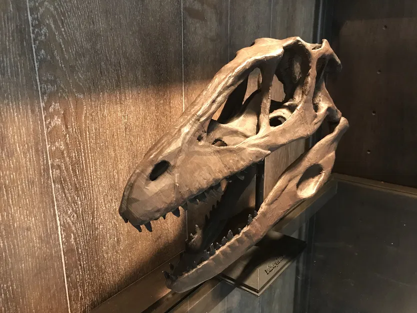 Hộp sọ Deinonychus Antirrhopus (Raptor) kích thước thật (Life Sized) - Image 2