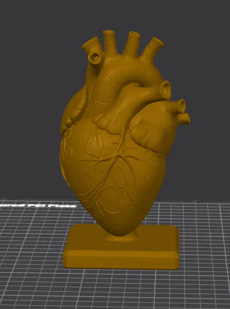 Bàn Làm Việc Trái Tim Giải Phẫu (Anatomical Heart Desk) - Image 2