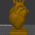 Bàn Làm Việc Trái Tim Giải Phẫu (Anatomical Heart Desk) - Thumbnail 2