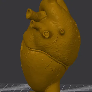 Bàn Làm Việc Trái Tim Giải Phẫu (Anatomical Heart Desk)