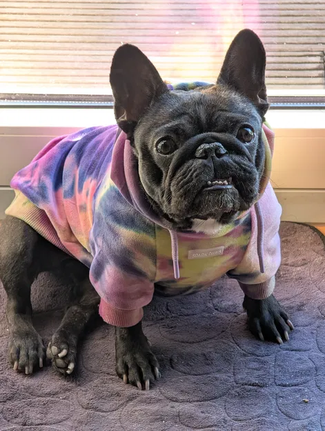 Santa Frenchie - Image 6