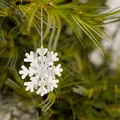 Lại thêm một bông tuyết nữa (Yet another snowflake) - Thumbnail 1