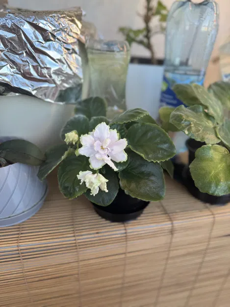 Chậu auto tưới tự động: thay chai nhanh (hydro/hydroponics) - Image 4