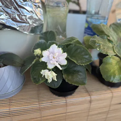 Chậu auto tưới tự động: thay chai nhanh (hydro/hydroponics)