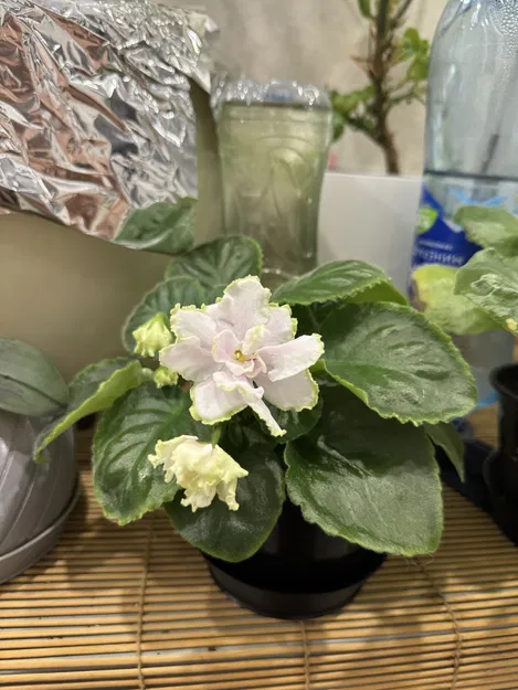 Chậu auto tưới tự động: thay chai nhanh (hydro/hydroponics) - Image 5