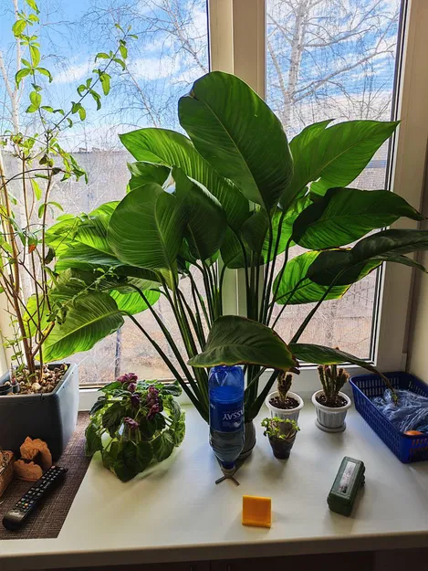 Chậu auto tưới tự động: thay chai nhanh (hydro/hydroponics) - Image 6