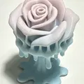 Bông Hồng Tan Chảy (Melting Rose) - Thumbnail 1