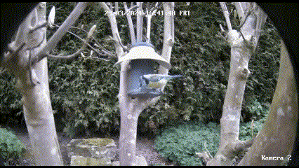 Vogelfutterhaus – Nhà cho chim ăn - Thumbnail 5