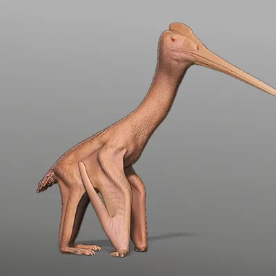 Tượng điêu khắc Leptostomia