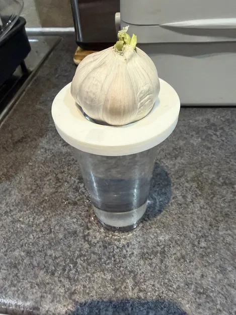 Đĩa Trồng Hành (Onion Growing Plate) - Image 1