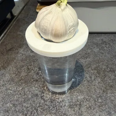 Đĩa Trồng Hành (Onion Growing Plate)