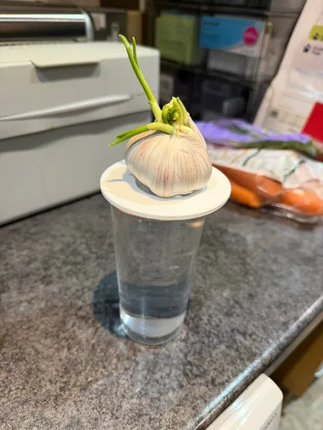 Đĩa Trồng Hành (Onion Growing Plate) - Image 2