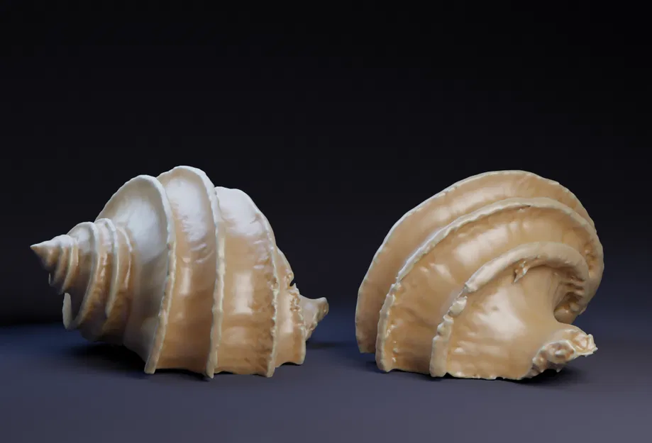Vỏ sò (Shell) - Image 1