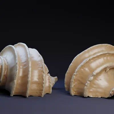 Vỏ sò (Shell)