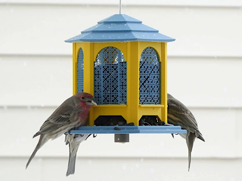 Máng ăn chim dạng Gazebo (Gazebo Bird Feeder) - Image 2