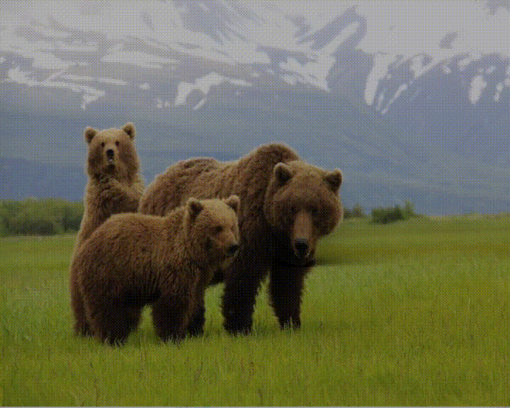 Gấu và Nghệ thuật (Bear and Art) - Thumbnail 6