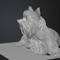 Mô hình 3D Yorkshire Terrier (yorkshire_terrier) - Thumbnail 1