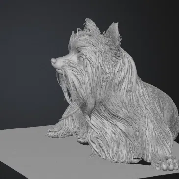 Mô hình 3D Yorkshire Terrier (yorkshire_terrier)