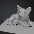 Mô hình 3D Yorkshire Terrier (yorkshire_terrier) - Thumbnail 2