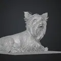 Mô hình 3D Yorkshire Terrier (yorkshire_terrier) - Thumbnail 3