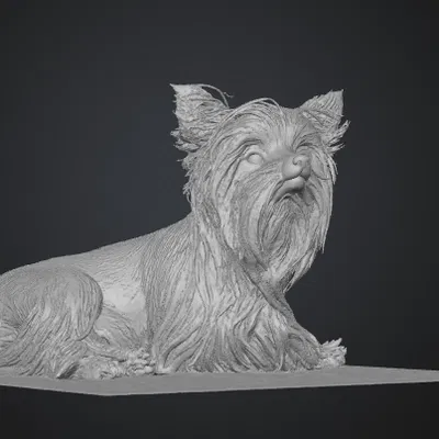 Mô hình 3D Yorkshire Terrier (yorkshire_terrier)