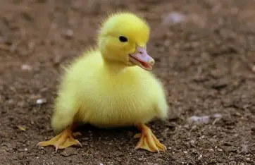 Vịt hài hước (Funny duck) - Image 1