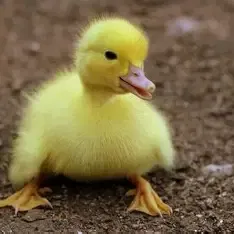 Vịt hài hước (Funny duck)