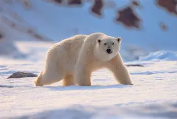 Gấu Bắc Cực (Polar bear) - Image 1