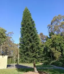 Cây Confiner (Confiner tree) trang trí - Image 1