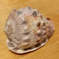 Vỏ ốc conch (Conch shell) – bản quét 3D - Thumbnail 2