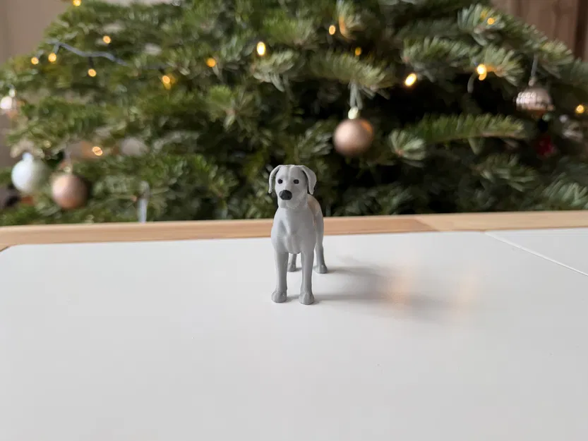 Great Dane - Chó Great Dane trưởng thành - Image 2