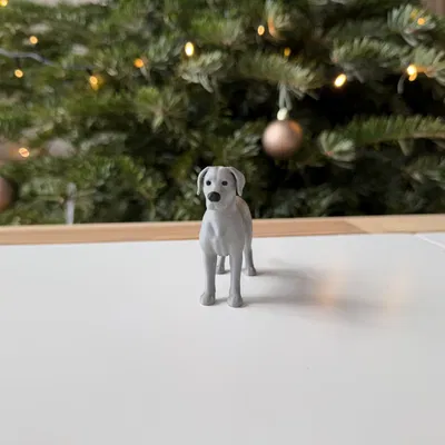 Great Dane - Chó Great Dane trưởng thành