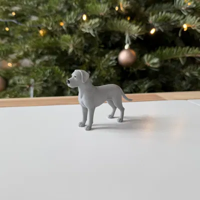 Great Dane - Chó Great Dane trưởng thành