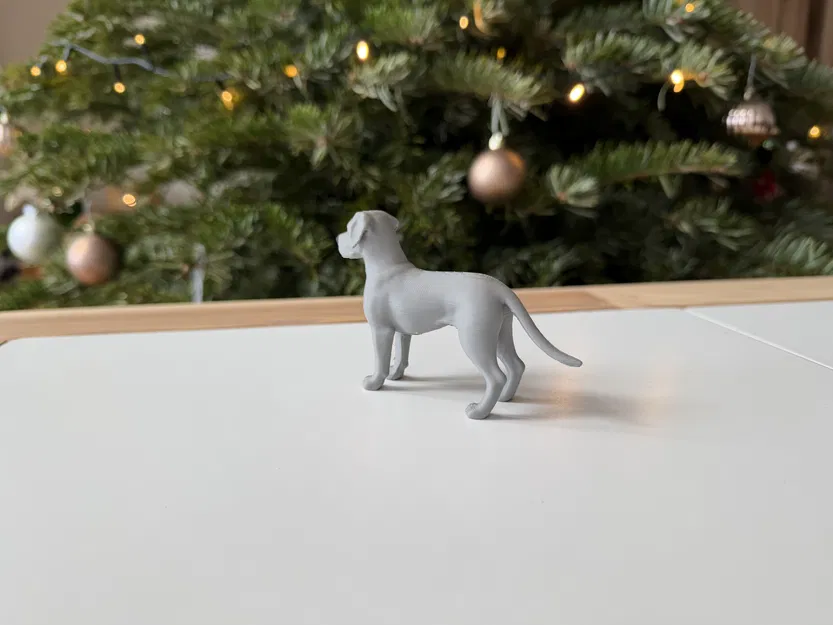 Great Dane - Chó Great Dane trưởng thành - Image 4