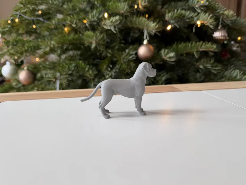 Great Dane - Chó Great Dane trưởng thành - Image 5