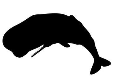 Stencil Cá Nhà Táng (Sperm Whale Stencil) - Image 1