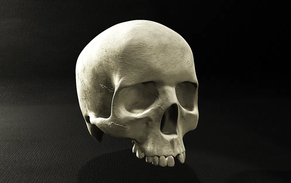 Lidská Lebka (Hộp Sọ Người) - Image 1