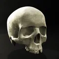 Lidská Lebka (Hộp Sọ Người) - Thumbnail 1