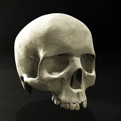 Lidská Lebka (Hộp Sọ Người)