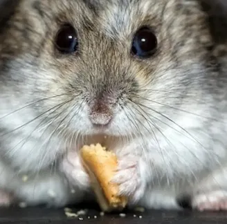 Buff Hamster – Hamster cơ bắp kèm bệ trưng - Image 2