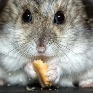 Buff Hamster – Hamster cơ bắp kèm bệ trưng