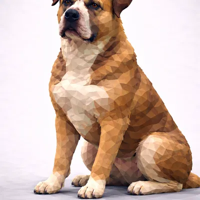 Perro de Presa Mallorquin