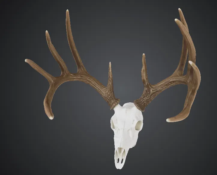 Tượng Đầu Hươu White Tail Kiểu European Mount - Image 1