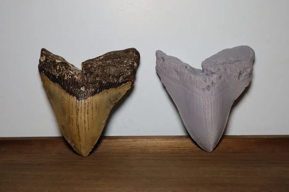 Răng Megalodon_High Detail - Image 1