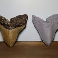 Răng Megalodon_High Detail - Thumbnail 1