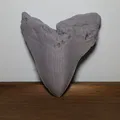 Răng Megalodon_High Detail - Thumbnail 2