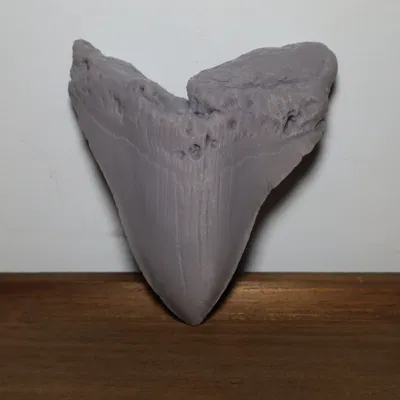 Răng Megalodon_High Detail